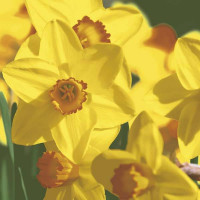 Serviete Yellow daffodils