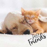 Serviete Dog & Cat