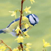 Serviete Bluetit